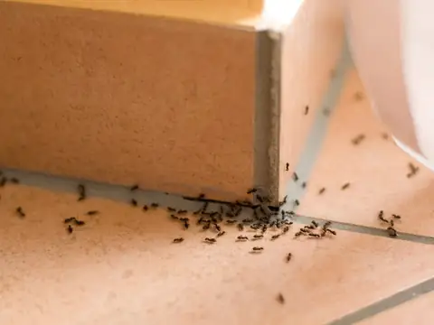 Fool-Proof Hacks for Preventing an Ant Infestation in Your Kitchen This Summer
