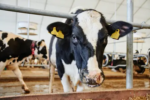 You Won’t Believe What Happens to Your Body When You Go Dairy-Free