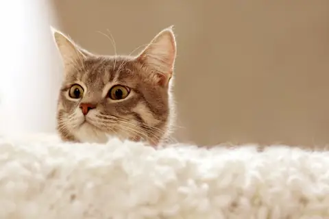 5 Fool-Proof Ways to Strengthen Your Relationship with Your Cat