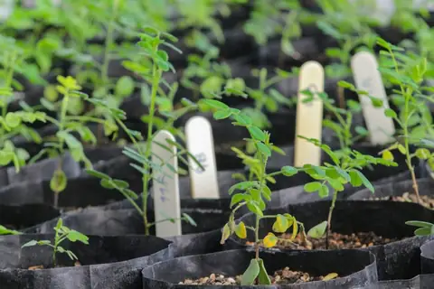 Financial Impact of DIY Urban Farming