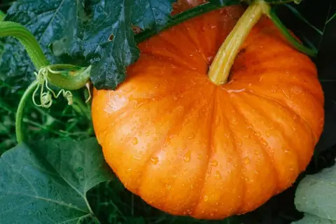 You Can Grow Pumpkins in Your Tiny Apartment! Here’s How