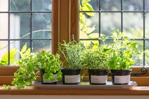 These Are the 3 Most Versatile Foods You Can Grow in the Backyard, Or Even Your Kitchen