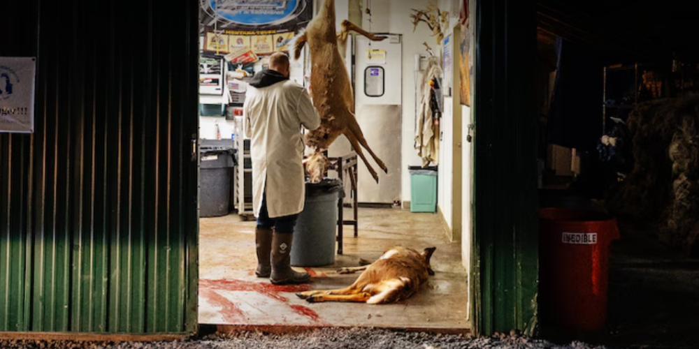 How Nuisance Deer in Syracuse Become Food for Local Families